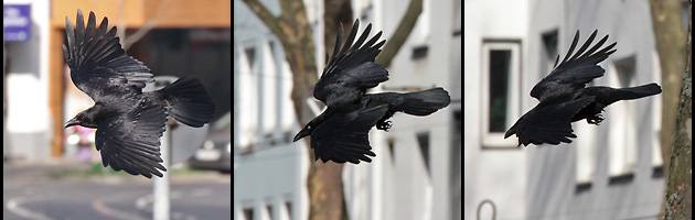 Fliegende Rabenkr&auml;he
