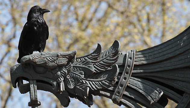 Aas-, Rabenkr&auml;he