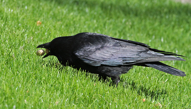 Aas-, Rabenkr&auml;he