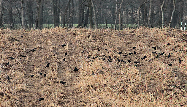 Aas-, Rabenkr&auml;he auf Feld