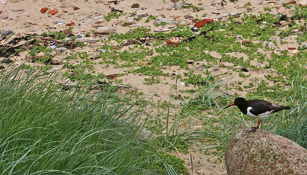 Sandregenpfeifer (Charadrius hiaticulus)