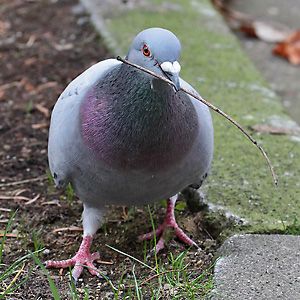 Haus- bzw. Stadttaube