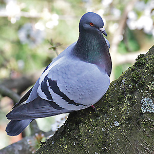 Haus- bzw. Stadttaube