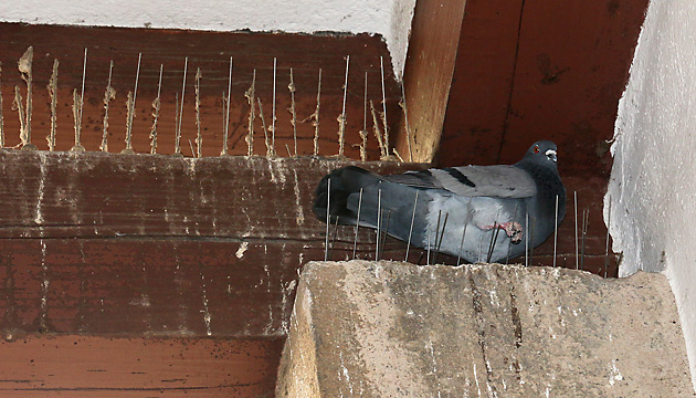 Stadttaube auf Spikes