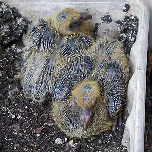 Stadttaubennestlinge