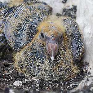 Stadttaubennestlinge