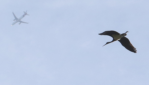 Fliegender Schwarzstorch