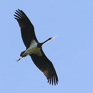 Fliegender Schwarzstorch