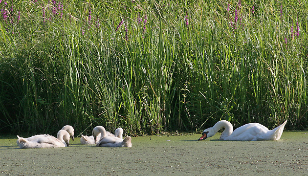 H&ouml;ckerschwan + Junge