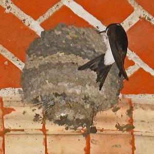 Mehlschwalbe am Nest