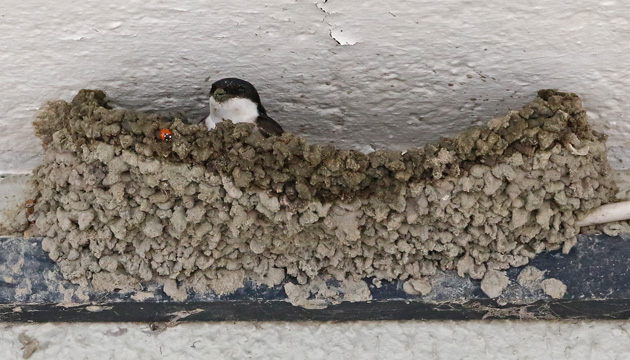 Mehlschwalbe im Nest