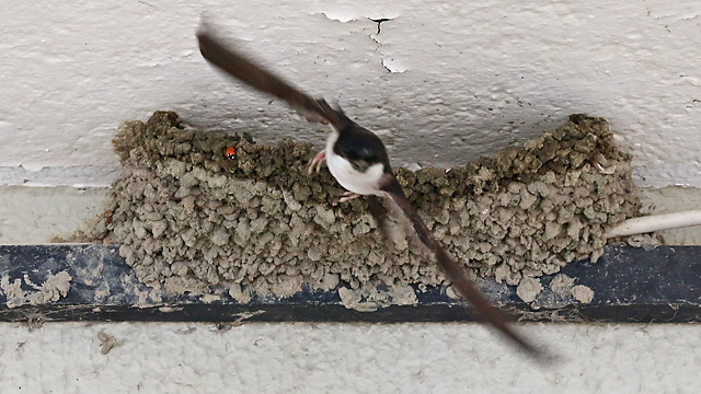 Mehlschwalbe: Abflug