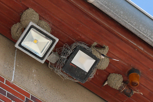 Mehlschwalbe im Nest