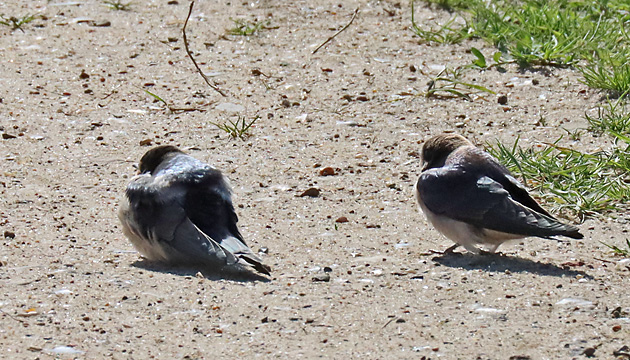 Mehlschwalben auf dem Boden