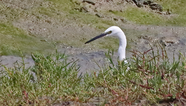 Seidenreiher (Egretta garzetta)