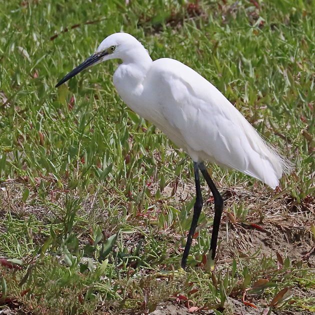Seidenreiher (Egretta garzetta)