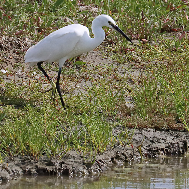Seidenreiher (Egretta garzetta)