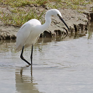 Seidenreiher (Egretta garzetta)