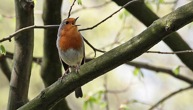 Rotkehlchen (Erithacus rubecula)