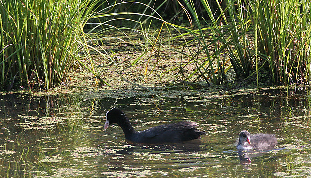Bl&auml;&szlig;ralle