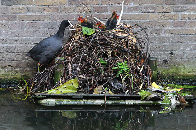 Bleßralle (Fulica atra) mit Jungen Bleßralle