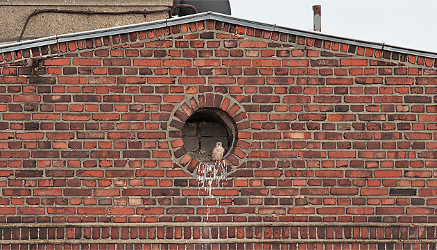 Turmfalken-Terzel am Nest