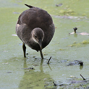 Teichralle (Gallinula chloropus) Teichralle