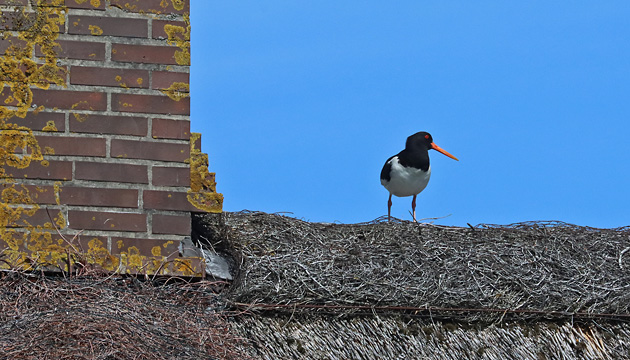 Austernfischer (Haematopus ostralegus)