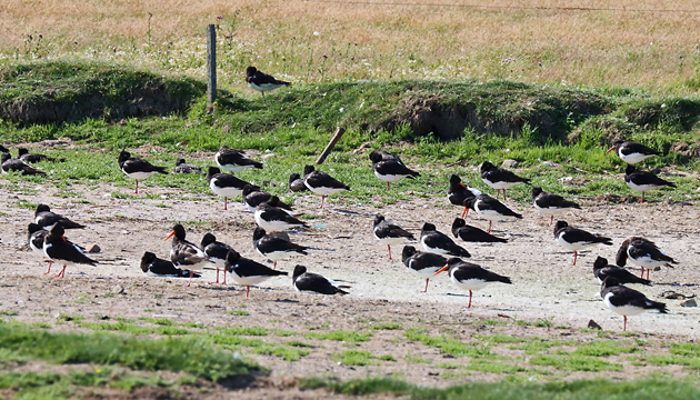 Austernfischer (Haematopus ostralegus)