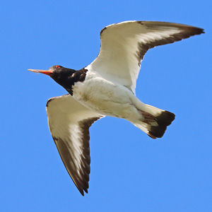 Vogelarten Austernfischer (Haematopus ostralegus)