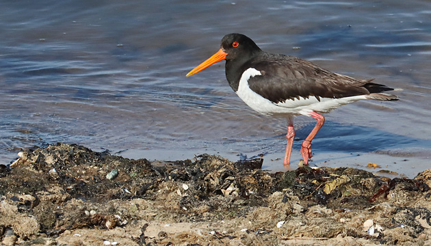 Vogelarten Austernfischer (Haematopus ostralegus)