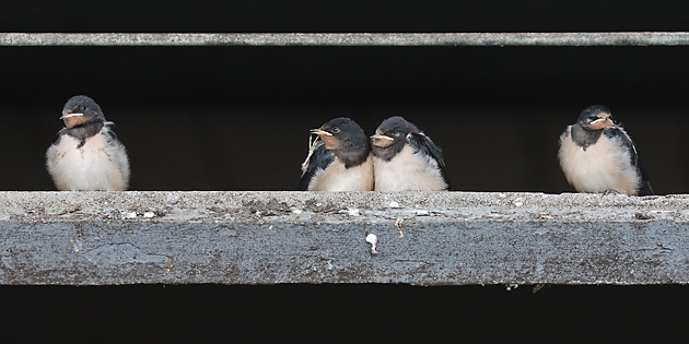 4 Rauchschwalben: Komfortverhalten