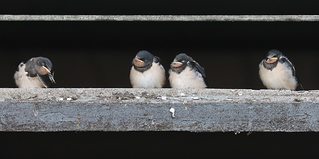 4 Rauchschwalben: Komfortverhalten