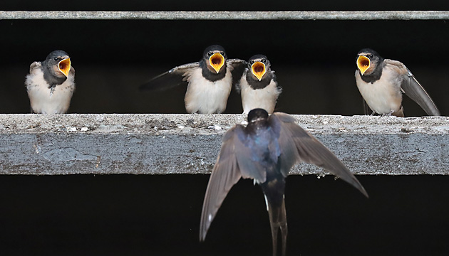 Rauchschwalben: F&uuml;tterung