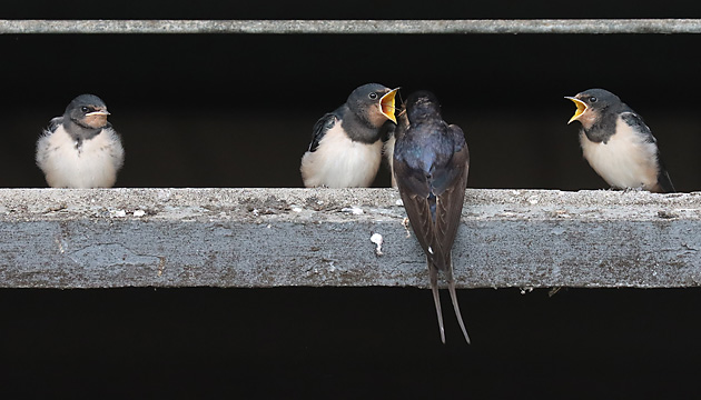 Rauchschwalben: F&uuml;tterung