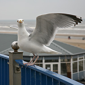 Silberm&ouml;we (Larus argentatus)