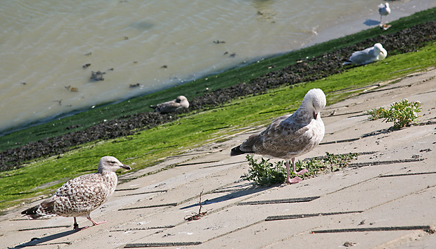 Silberm&ouml;we (Larus argentatus)