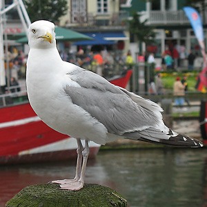 Silberm&ouml;we (Larus argentatus)
