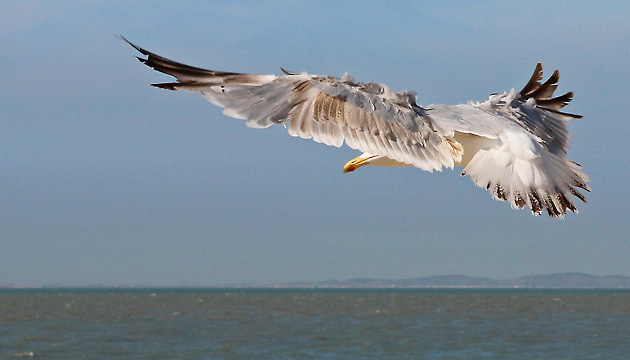 Silberm&ouml;we im Flug