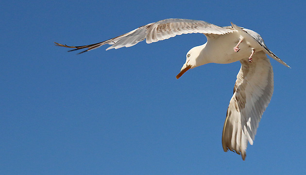 Silberm&ouml;we im Flug