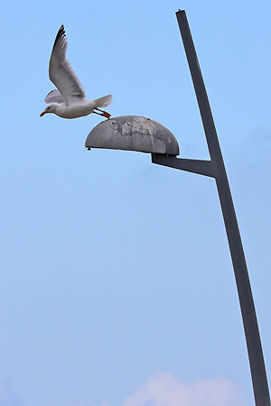 Silberm&ouml;we (Larus argentatus)