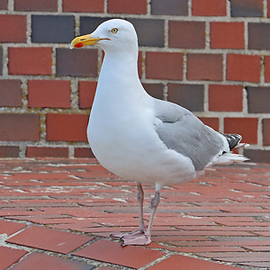 Silberm&ouml;we (Larus argentatus)