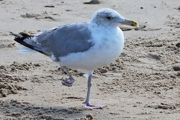 Verletzte Silberm&ouml;we