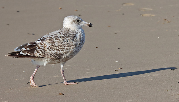 Junge Silberm&ouml;we