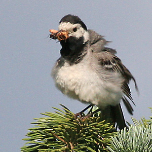 Bachstelze (Motacilla alba, 18.1.2014) Bachstelze