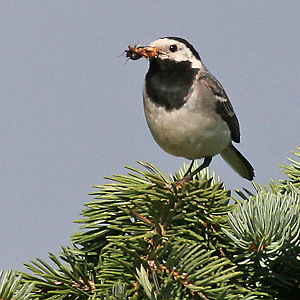 Bachstelze (Motacilla alba) Bachstelze