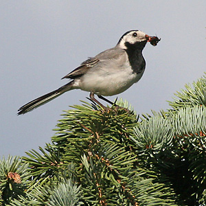 Bachstelze (Motacilla alba) Bachstelze