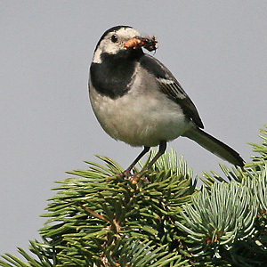 Bachstelze (Motacilla alba) Bachstelze