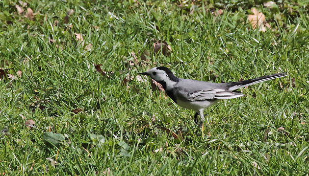 Bachstelze (Motacilla alba)