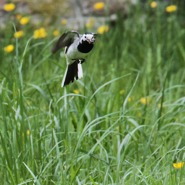 Bachstelze (Motacilla alba) Bachstelze (Motacilla alba)